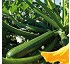 Calabac�n alargado Cassiop�e HF1