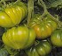 Semillas deTomate DCM80 HF1