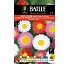 Acroclinium Batlle 