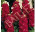 Semillas de Alhel� Batlle Excelsior gigante rojo