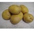 Patatas Hortoflor2 Solanum tuberosum