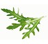 R�cula Florette 