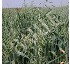 Semillas de avena Batlle Previsi�n