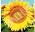 Semillas de girasol Batlle Solnet