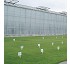 C�sped muy resistente Intersemillas Festuca rubra L sub. rubra