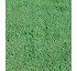 C�sped Intersemillas Poa trivialis L