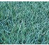 C�sped Intersemillas Cynodon Dactylon