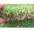 C�sped Intersemillas Paspalum Vaginatum