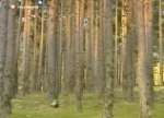 Gestión Forestal Sostenible en los bosques de Segovia