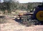 Acordonador de restos de poda Girolivo - R en olivar tradicional a 12 m