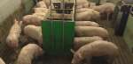 Sistemas de selección de cerdos de engorde