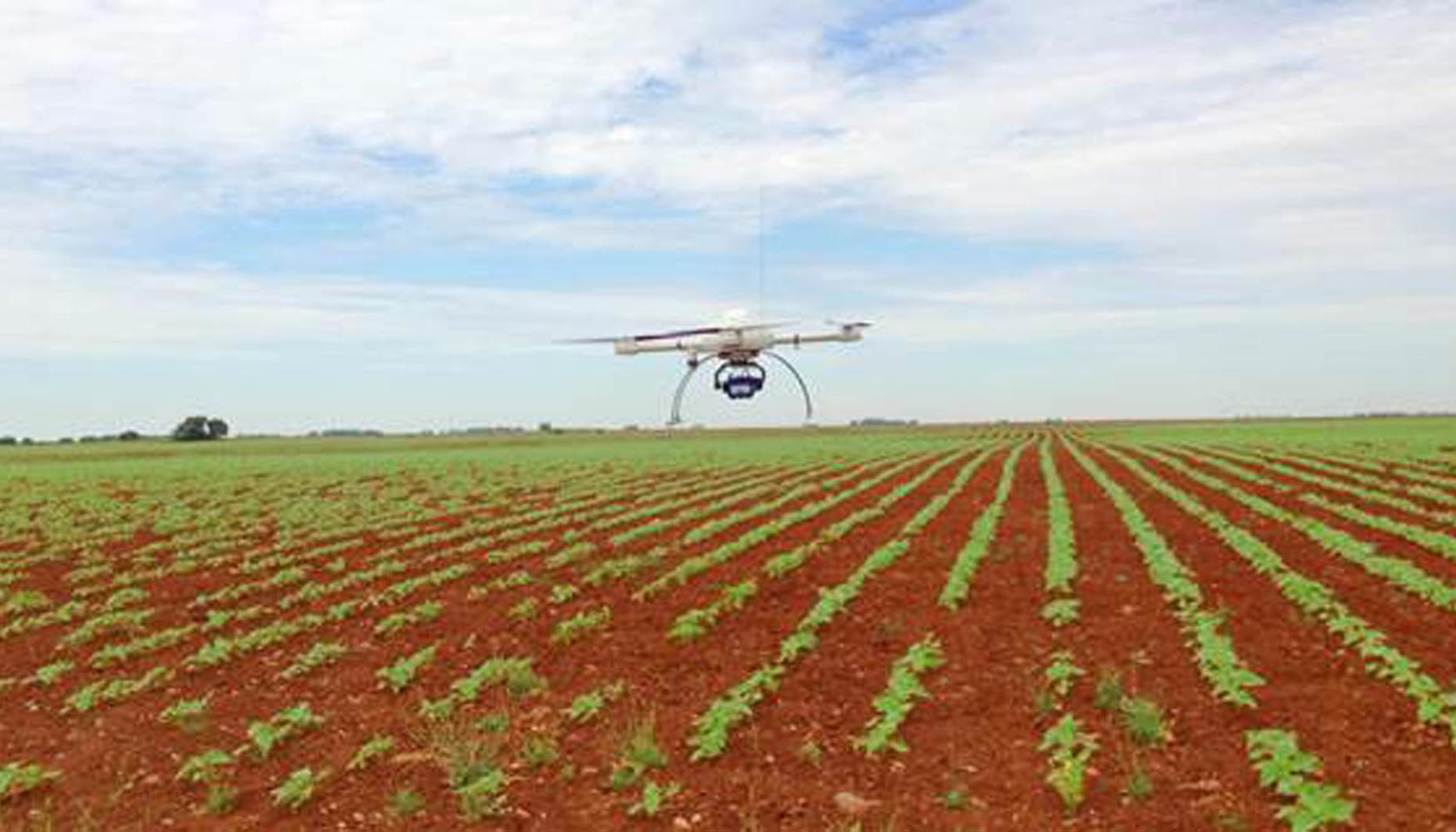 Foto de El CSIC innova en la deteccin temprana de malas hierbas mediante drones