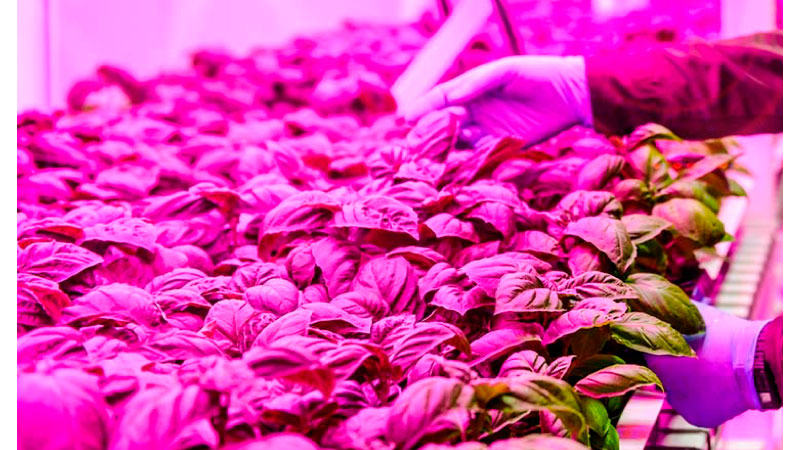 Foto de Iluminacin LED para cultivos de horticultura