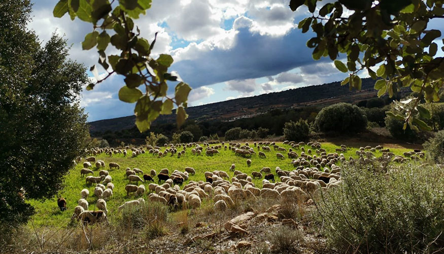 ASAJA Castilla La Mancha reclama más medidas compensatorias para