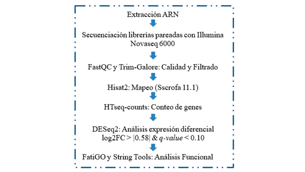 Expresi N Diferencial De Genes En Cerdo Ib Rico De Montanera