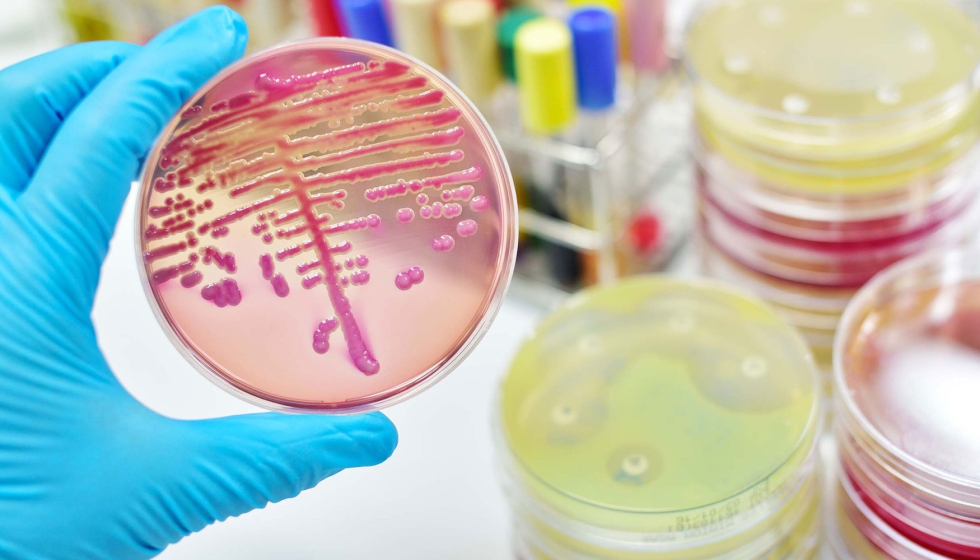 Foto de Un estudio aborda la funcin de las bacterias intestinales para desarrollar nuevos probiticos
