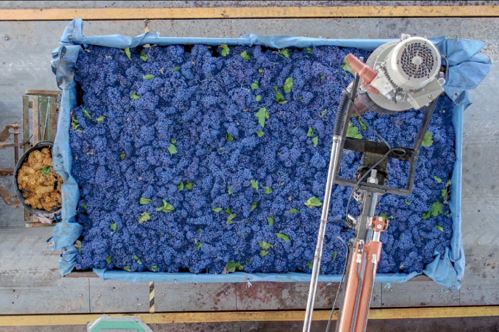 Foto de Existe una tecnologa perfecta para analizar la calidad de la uva? S, la visin artificial