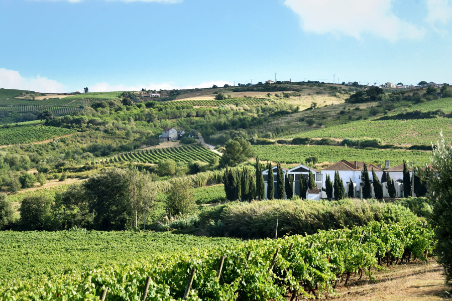Foto de WineStone entra na regio de Lisboa com aquisio da Quinta de Pancas