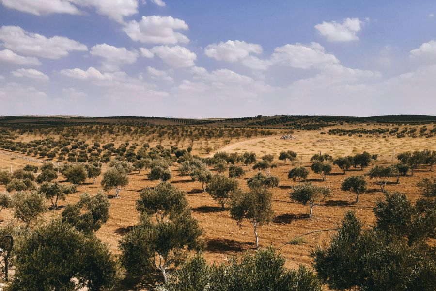 Foto de OLIVUM representa 70% da produo nacional de azeite