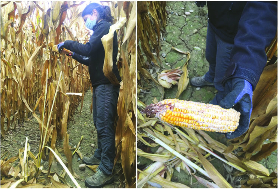 Foto de La coexistencia del maz tradicional con el OGM es posible y puede favorecer al primero