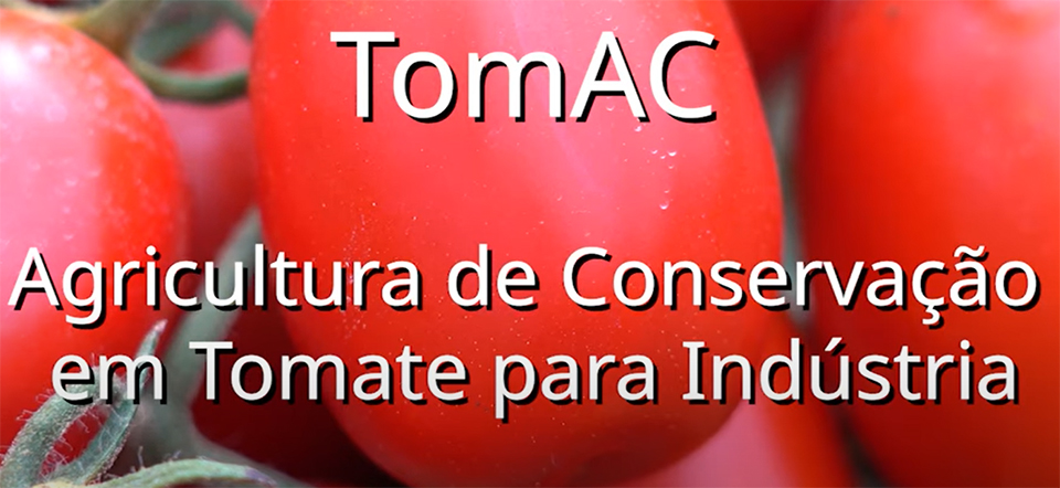 Foto de Benefcios das culturas de cobertura na produo de tomate para indstria
