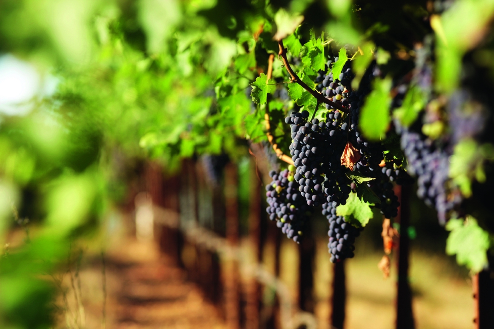 Foto de Navarra destina 10 millones para paliar la crisis que atraviesa el sector vitivincola