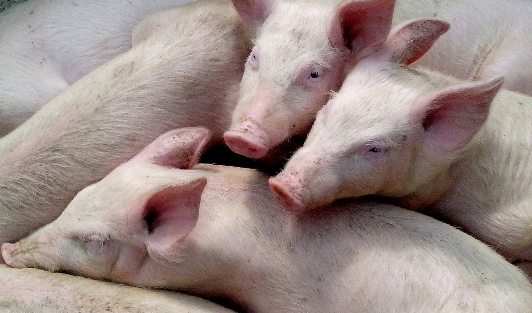 Foto de Lonja Agropecuaria de Segovia - Cotizaciones de Ovino y Porcino (Semana 44, 30/10/2025)