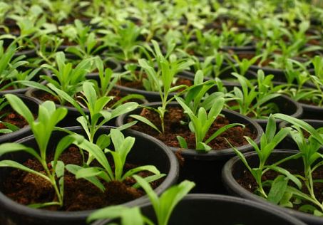 Aumentan las exportaciones de plantas vivas en el mes de septiembre