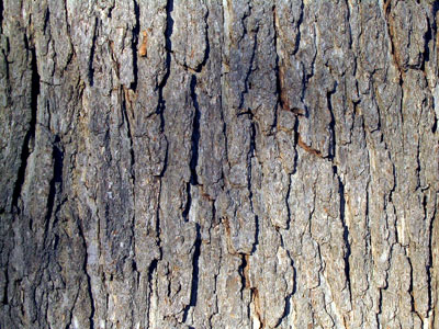 Una madera para cada uso madera Madera de roble como es su beta