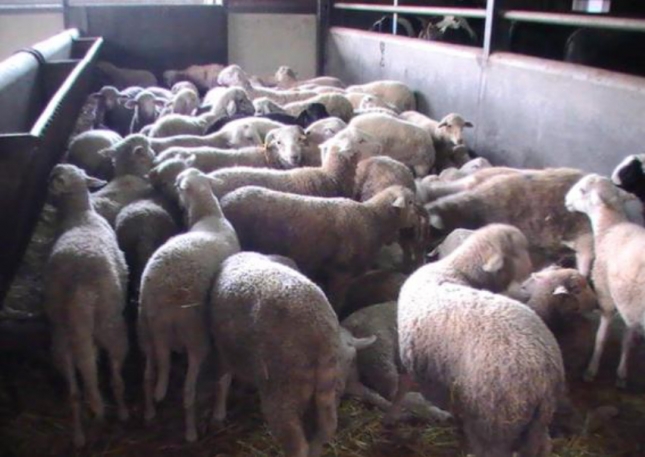 Se reduce un 3,3% la exportación de animales ovinos desde España en el inicio del año.