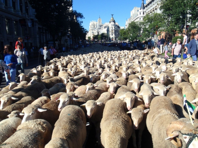 Miles de ovejas cruzan Madrid en un adelanto de la XXI Fiesta de la Trashumancia que se celebra el prximo domingo
