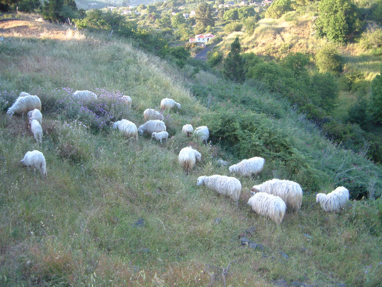 Mercamurcia ovejas sueltas 05