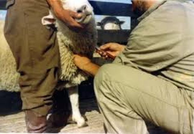 Los veterinarios de Marruecos informan a los espaoles sobre la evolucin de la fiebre aftosa