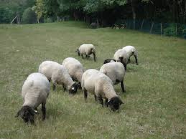 Excrecin fecal de moxidectina en corderos y persistencia en diferentes condiciones ambientales