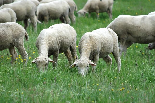 Los programas de mejora de pastos para ganado ovino pueden cuadriplicar la produccin en invierno