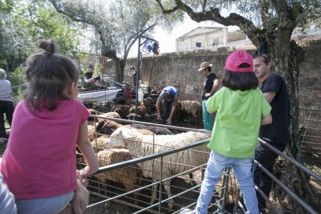 Actyva organiza un día de esquileo de ovejas en Cáceres