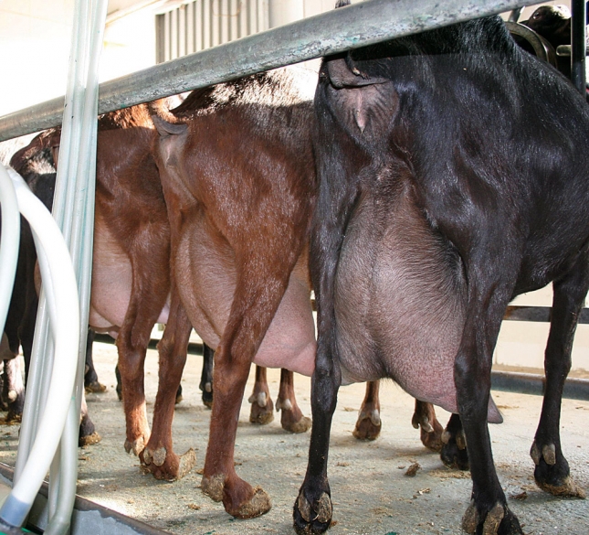La alimentacin de cabras con lactosuero ayuda a incrementar la calidad de la leche