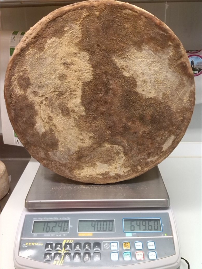 Cata pblica de un queso de cabra payoya de 20 kilos