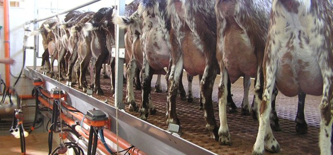 Los precios de la leche de cabra comenzaron a caer en enero de 2015.