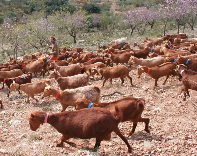 El FEGA fija en unos 3,71 euros por cabra la ayuda por desventajas especficas en caprino