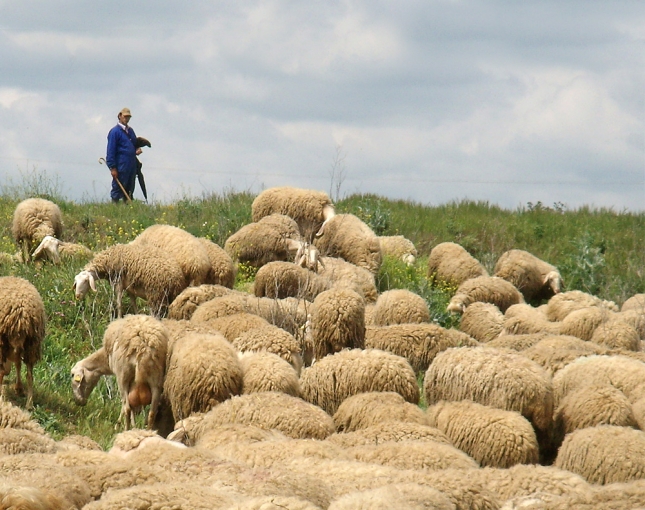 Unos 231.000 ovinos continan realizado la trashumancia en Aragn con destino al Pirineo