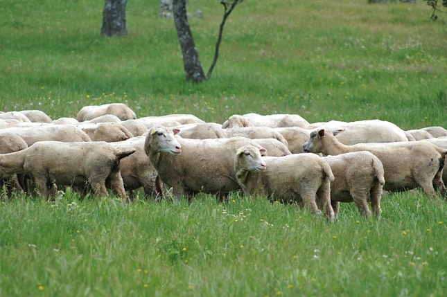 Extremadura y Andaluca se sitan en cabeza del sector ovino de carne en Espaa