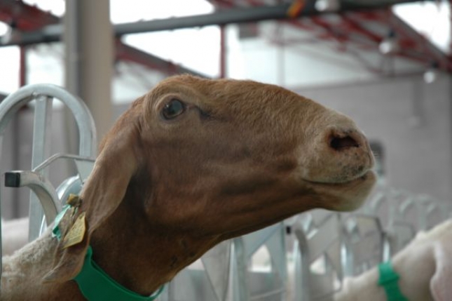 Aumenta en 525 (+10%) el nmero de granjas que producen leche de cabra en Espaa en 2016