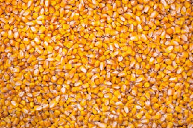 Suben los precios medios mayoristas del trigo blando y maz mientras los de la cebada han vuelto a bajar.