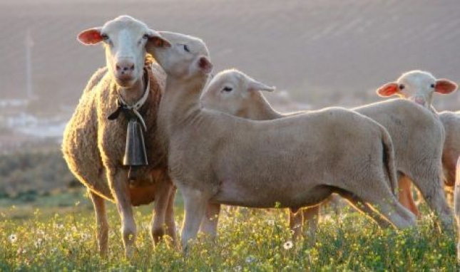 La prevalencia de rebao de la brucelosis ovina ha pasado del 11,97% al 0,08% desde el inicio de siglo