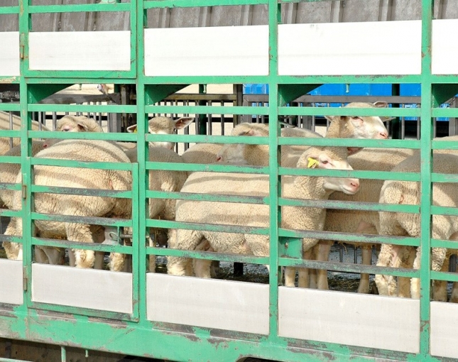 La diversificacin de mercados provoca que 2019 ya sea un ao rcord en la exportacin de ovinos
