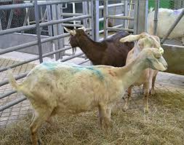 Principales patologas asociadas al desecho del ganado ovino de carne de Aragn