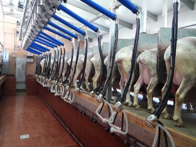 Espaa es el sexto productor mundial tanto en leche de oveja como en leche de cabra