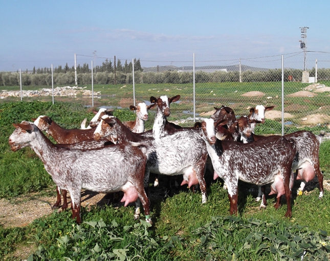 El derrumbe de los precios en la leche de cabra se detuvo en el mes de junio, segn el FEGA