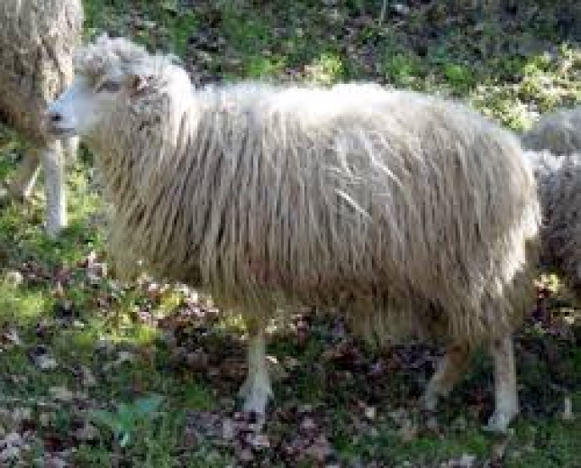 Cuatro de las nueve provincias espaolas con brucelosis ovina podran ser indemnes en 2020